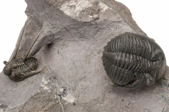Brown Hollardops With Long Spined Cyphaspis Trilobite #230506